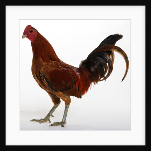 Old English Game Bantam by Anonymous