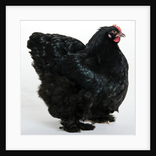 Cochin Bantam by Anonymous
