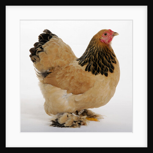Brahma Bantam by Anonymous