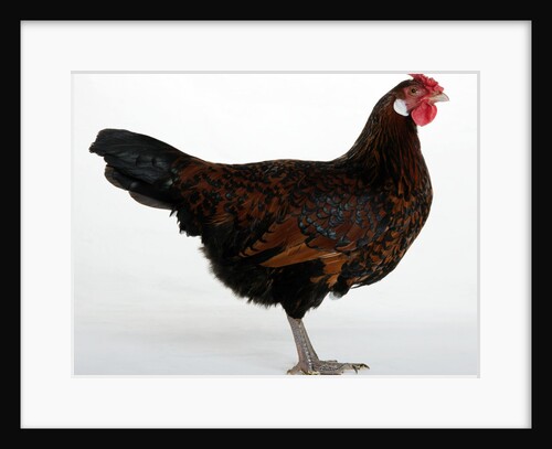 Old English Pheasant Fowl by Anonymous