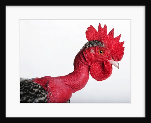 Transylvanian Naked-neck by Anonymous