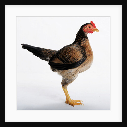 Old English Game Bantam by Anonymous