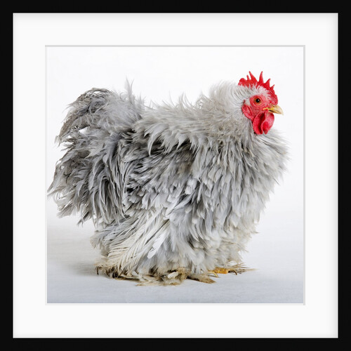 Frizzle by Anonymous