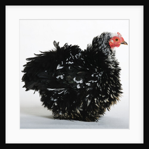 Frizzle by Anonymous