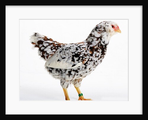Russian Orloff Bantam by Anonymous