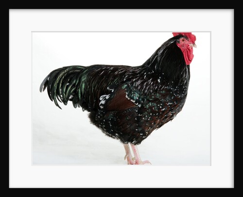 Speckled Sussex by Anonymous