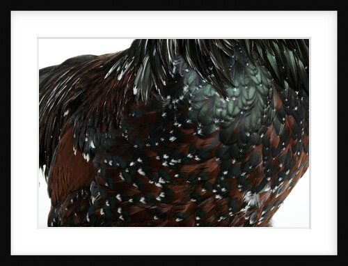 Speckled Plumage by Anonymous