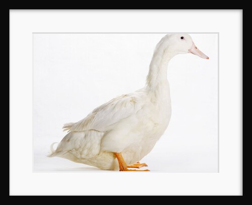 Aylesbury Duck by Anonymous