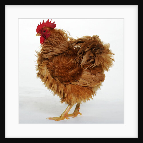 Frizzle by Anonymous