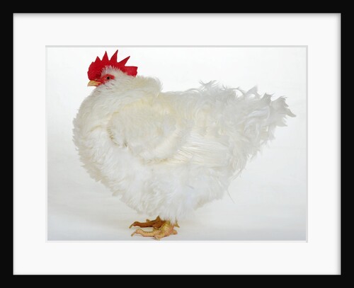 Frizzle by Anonymous