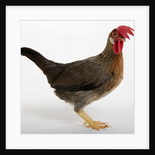 Leghorn by Anonymous