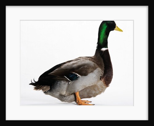 Roen Duck by Anonymous