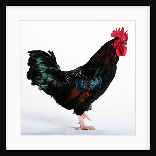 Sussex Bantam by Anonymous