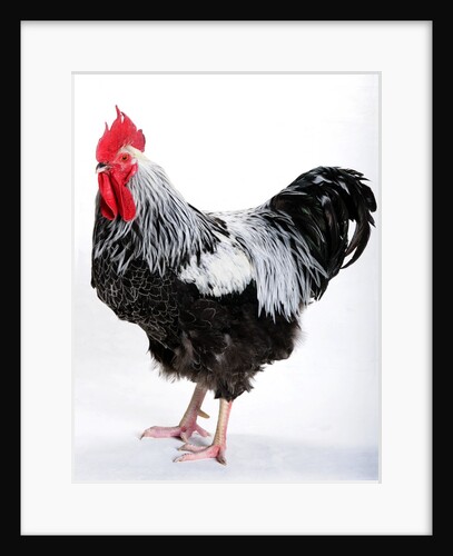 Sussex Bantam by Anonymous
