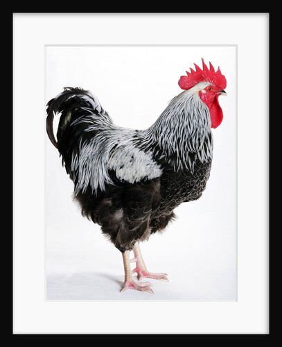 Sussex Bantam by Anonymous