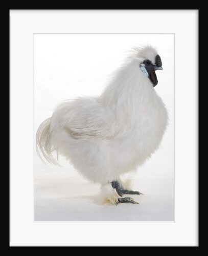 Silkie by Anonymous
