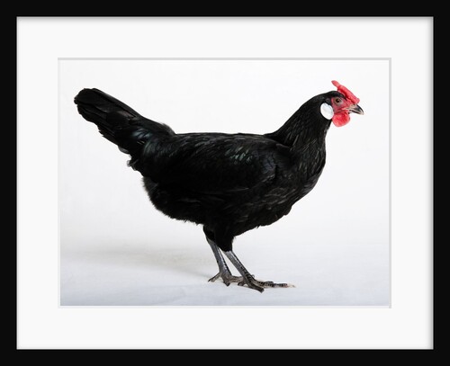 Hamburg/Hamburgh by Anonymous