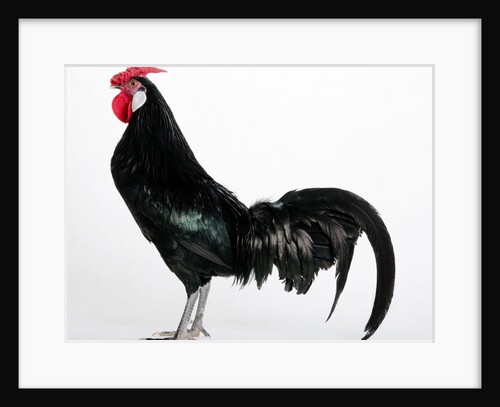 Hamburg/Hamburgh by Anonymous