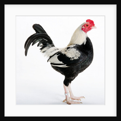 Old English Game Bantam by Anonymous