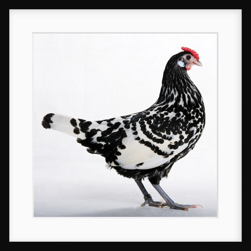 Hamburg/Hamburgh by Anonymous