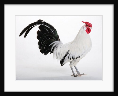 Hamburg/Hamburgh by Anonymous