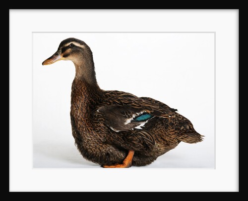 Rouen Duck by Anonymous