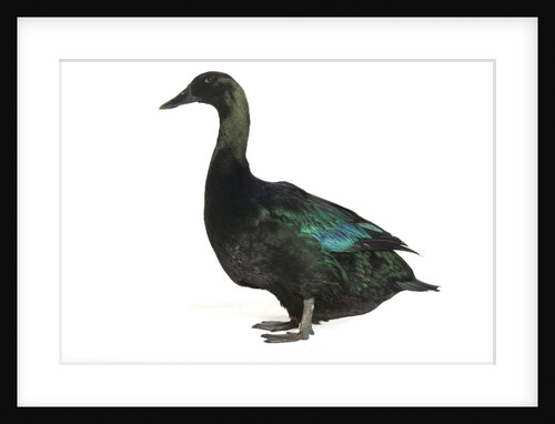 Cayuga Duck by Anonymous