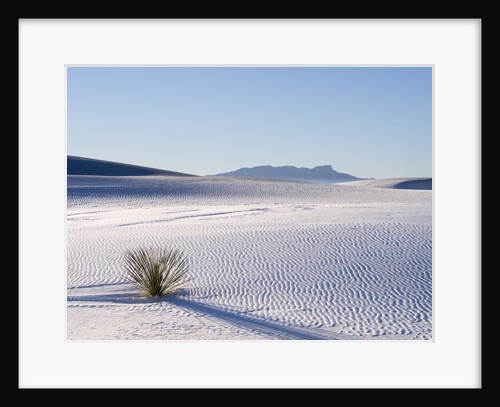 Sand Dune Patterns and Yucca Plants by Anonymous