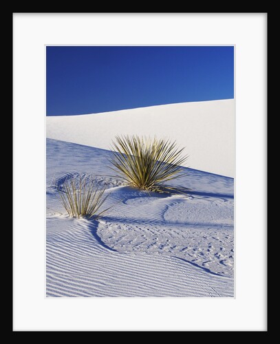 Sand Dune Patterns and Yucca Plants by Anonymous