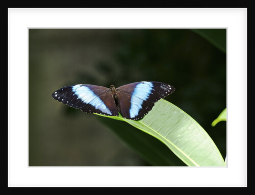 Owl Butterfly by Anonymous