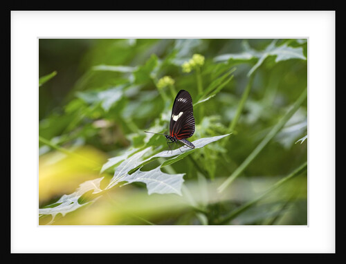 Longwing Butterfly by Anonymous