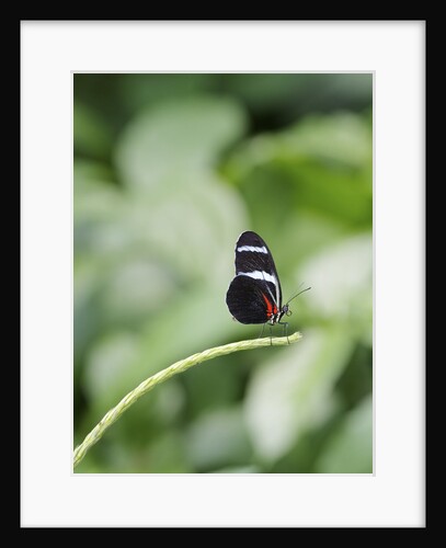 Longwing Butterfly by Anonymous