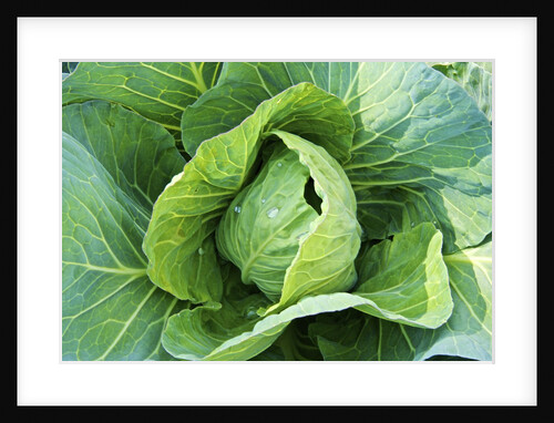 Vegetable garden by Anonymous