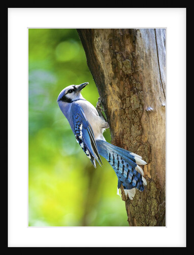 Blue Jay by Anonymous
