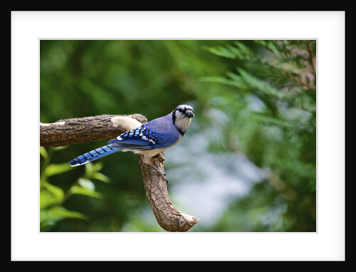Blue Jay by Anonymous