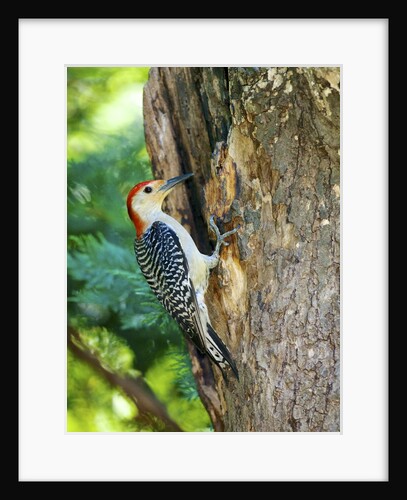 Red-bellied Woodpecker by Anonymous