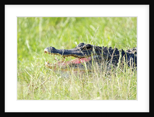 American Alligator by Anonymous