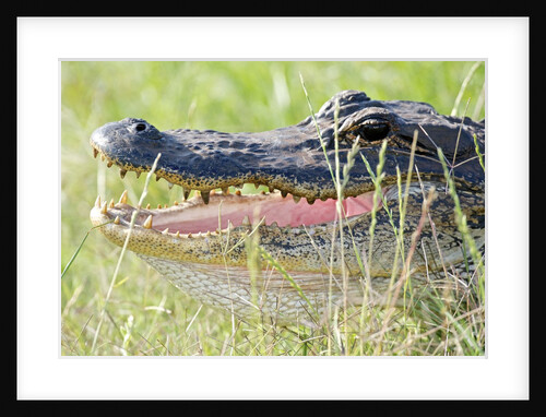American Alligator by Anonymous