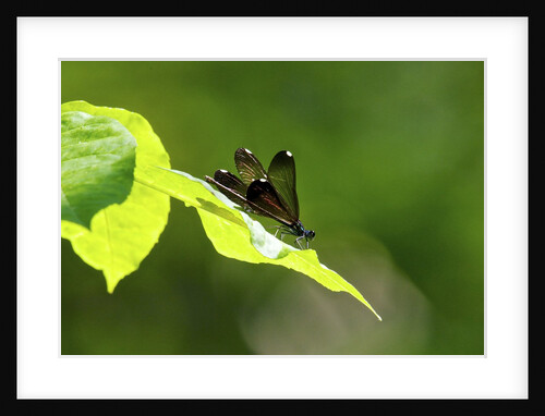 Damsel Fly by Anonymous