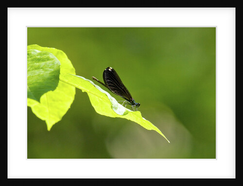 Damsel Fly by Anonymous