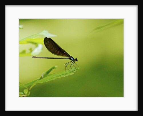 Damsel Fly by Anonymous