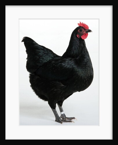 Langshan Bantam by Anonymous