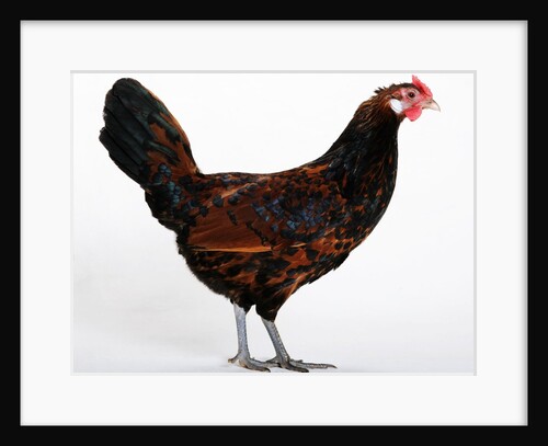 Old English Pheasant Fowl by Anonymous