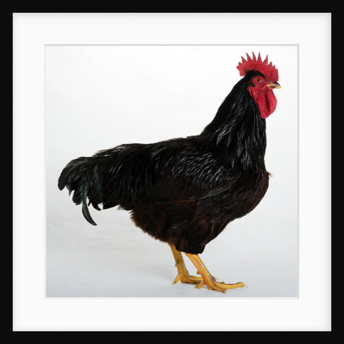 Rhode Island Red by Anonymous
