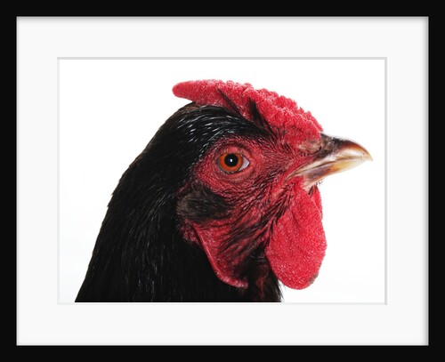 Rhode Island Red by Anonymous