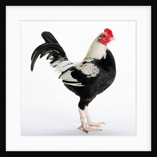Duckwing OEG Bantam by Anonymous