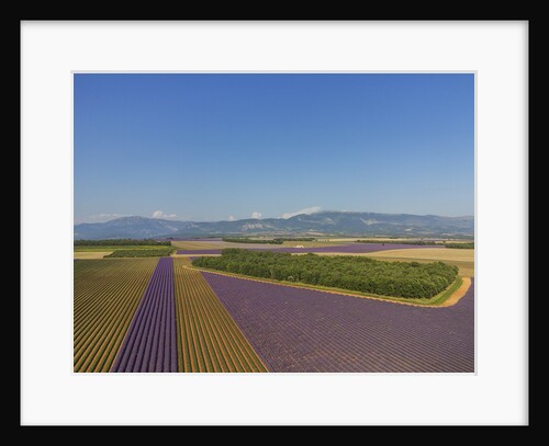 Lavender field around Valensole by Anonymous