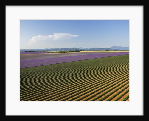 Lavender field around Valensole by Anonymous
