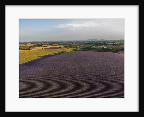 Lavender field around Valensole by Anonymous
