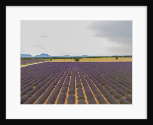 Lavender field around Valensole by Anonymous